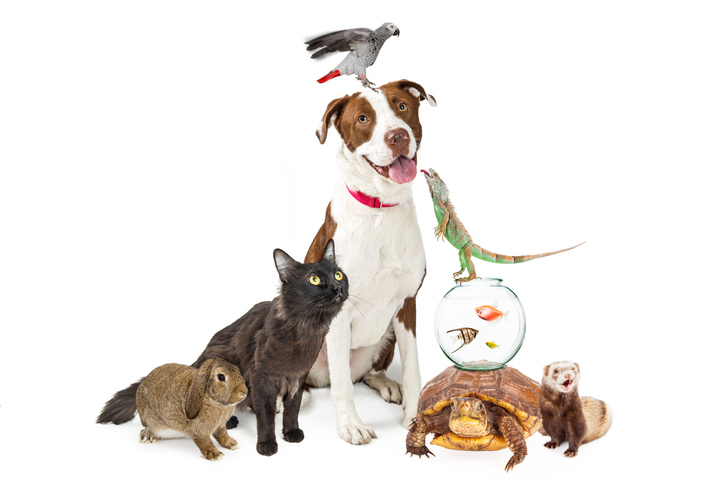 pet